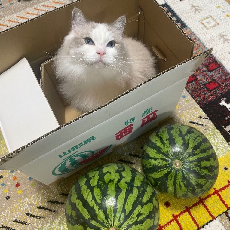 アンディちゃん