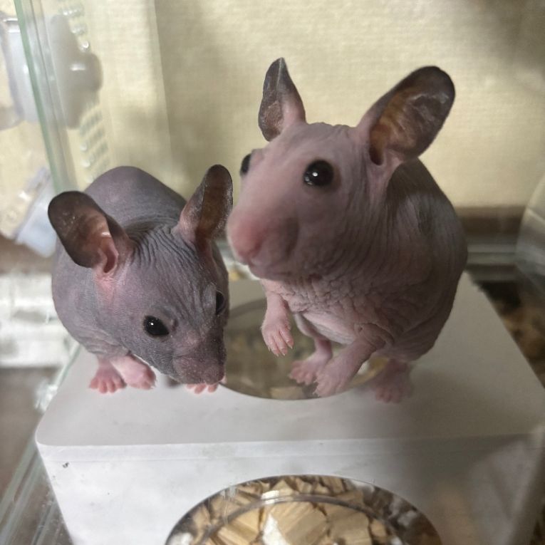 グリ＆グラちゃん
