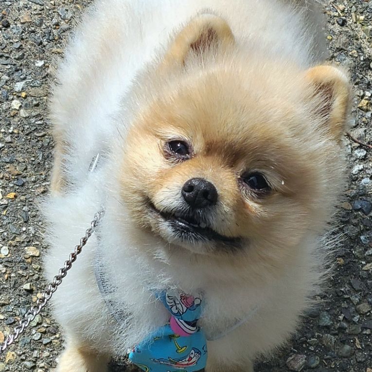 ぽんちくんちゃん