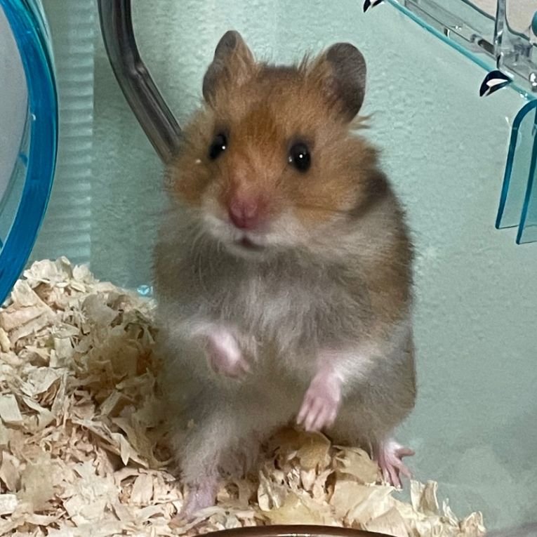 ちゃーすけちゃん