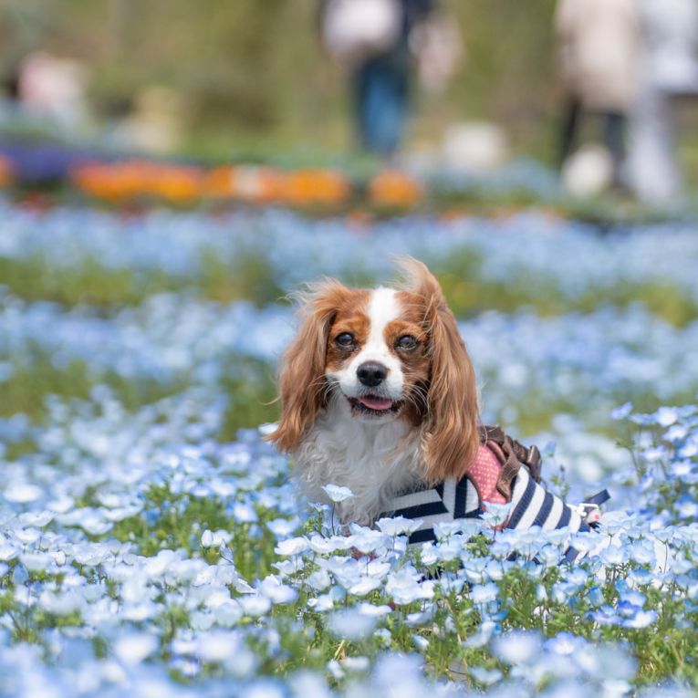 オリーブちゃん