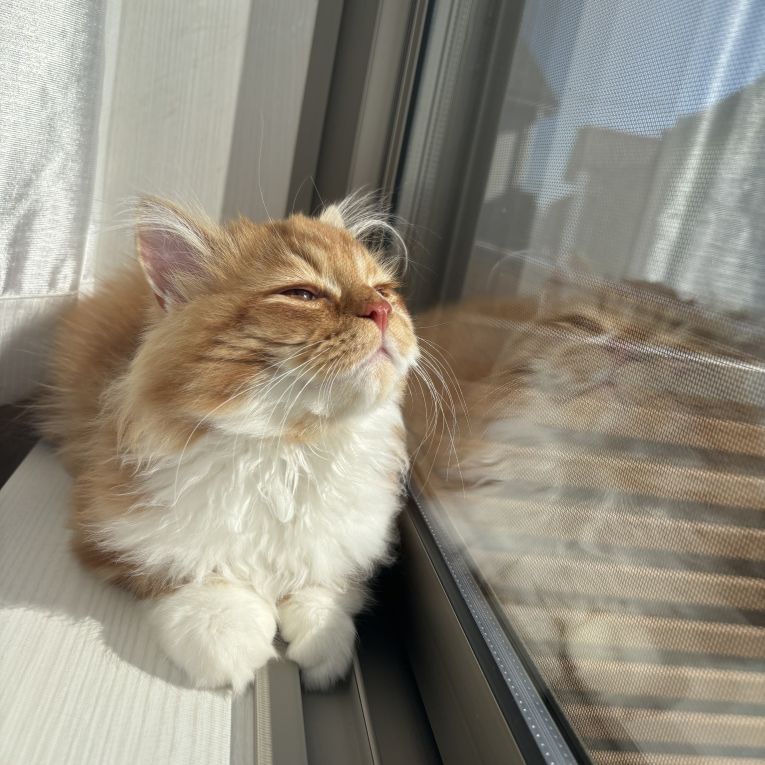 うにちゃん