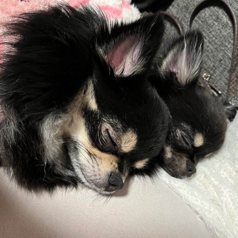 PINO & ROXYちゃん