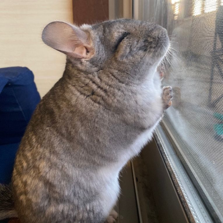 ロンロンちゃん