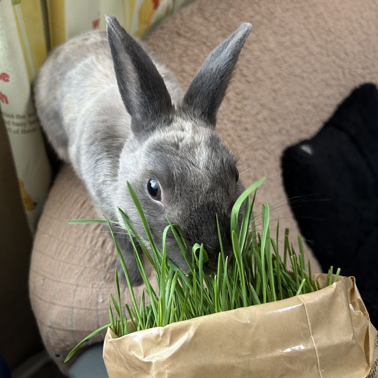 トクちゃんちゃん