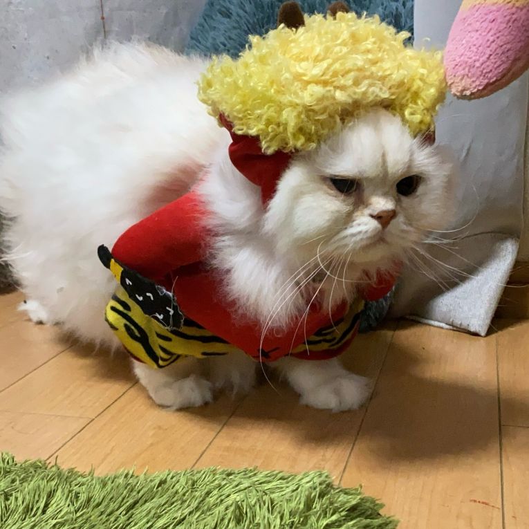 もるちゃん