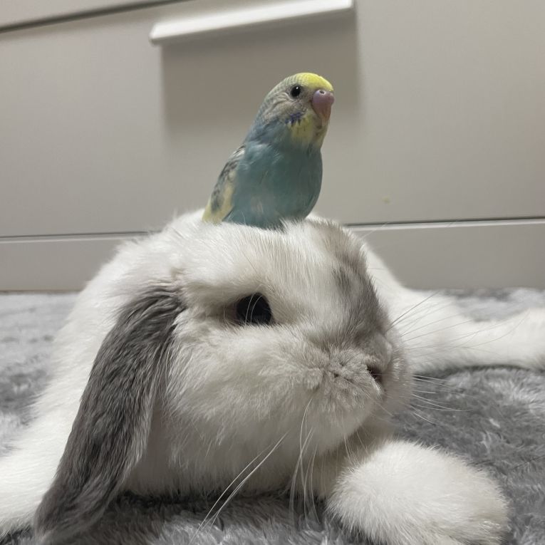 ぽわるんちゃん