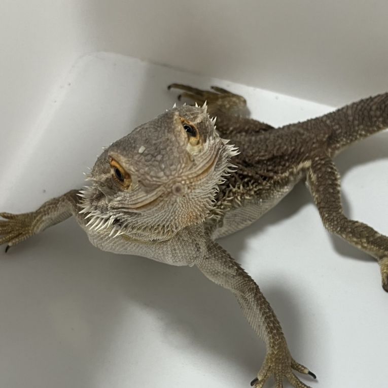 幸音（トト）ちゃん