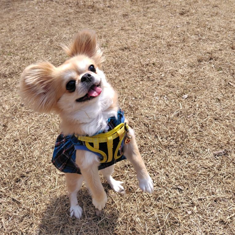 めんまちゃん
