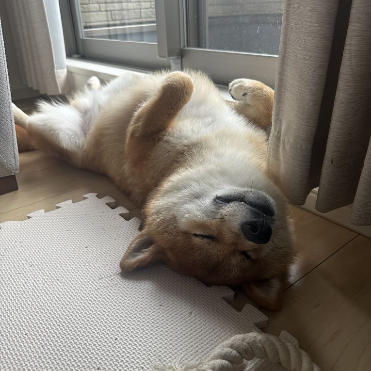 ごんざえもんちゃん