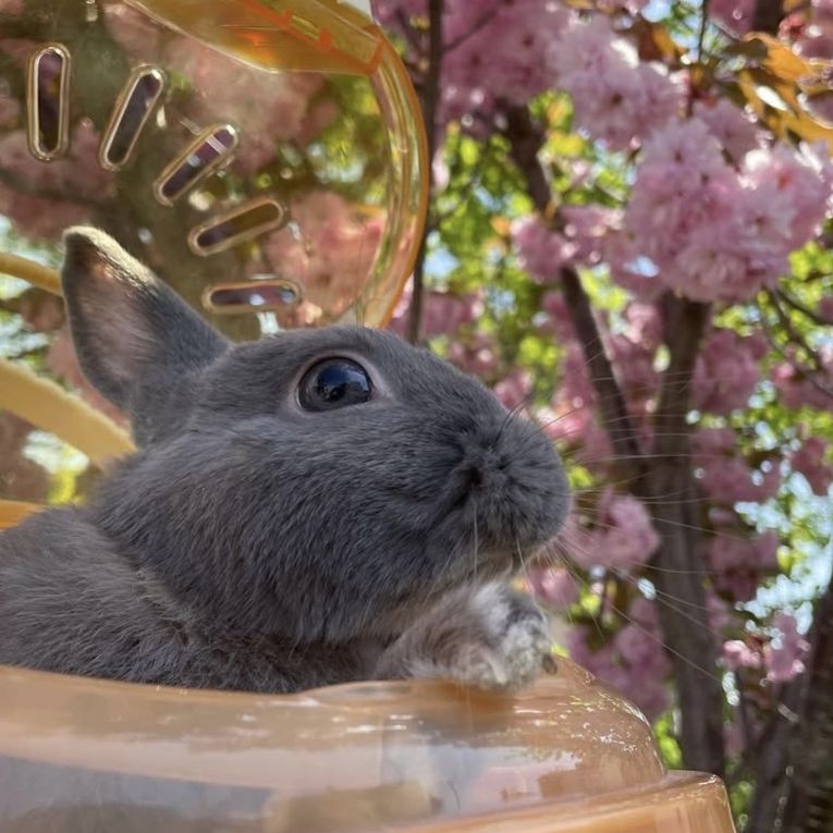 フルクちゃん