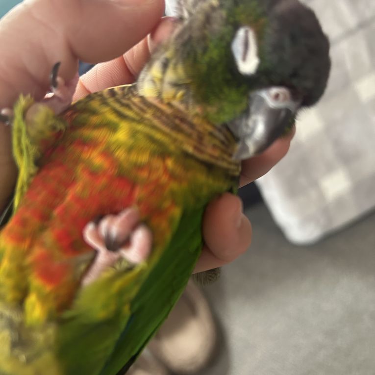 ねもちゃん