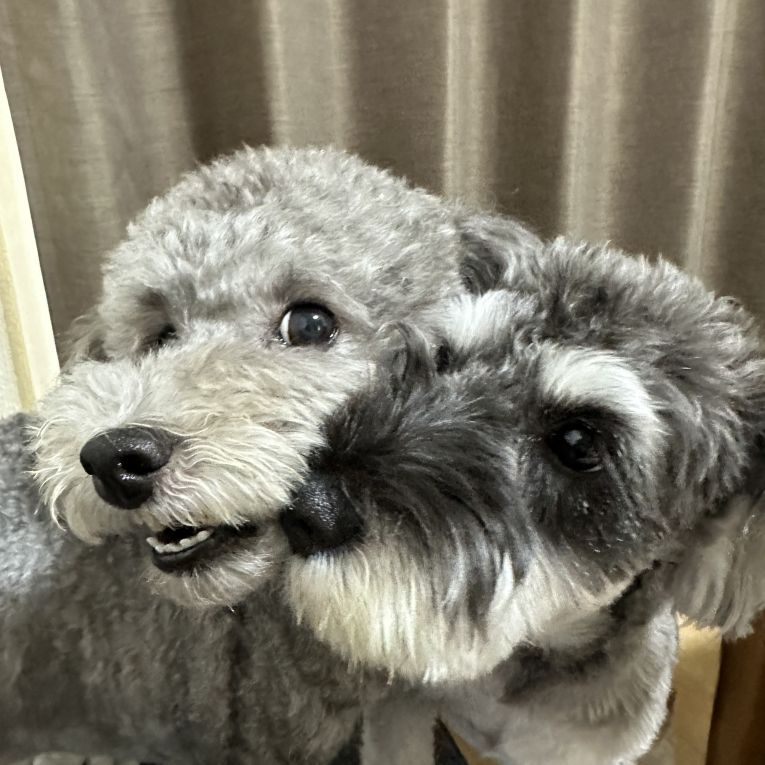 ぶるとすいちゃん