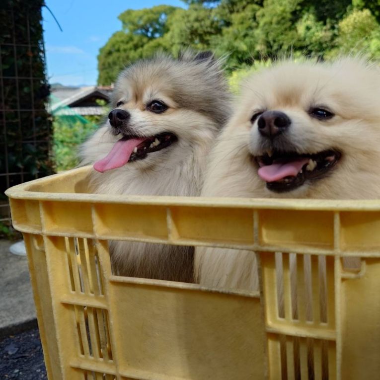 コロンとシフォンちゃん