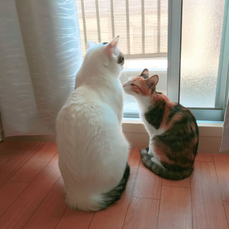 こまる もなちゃん