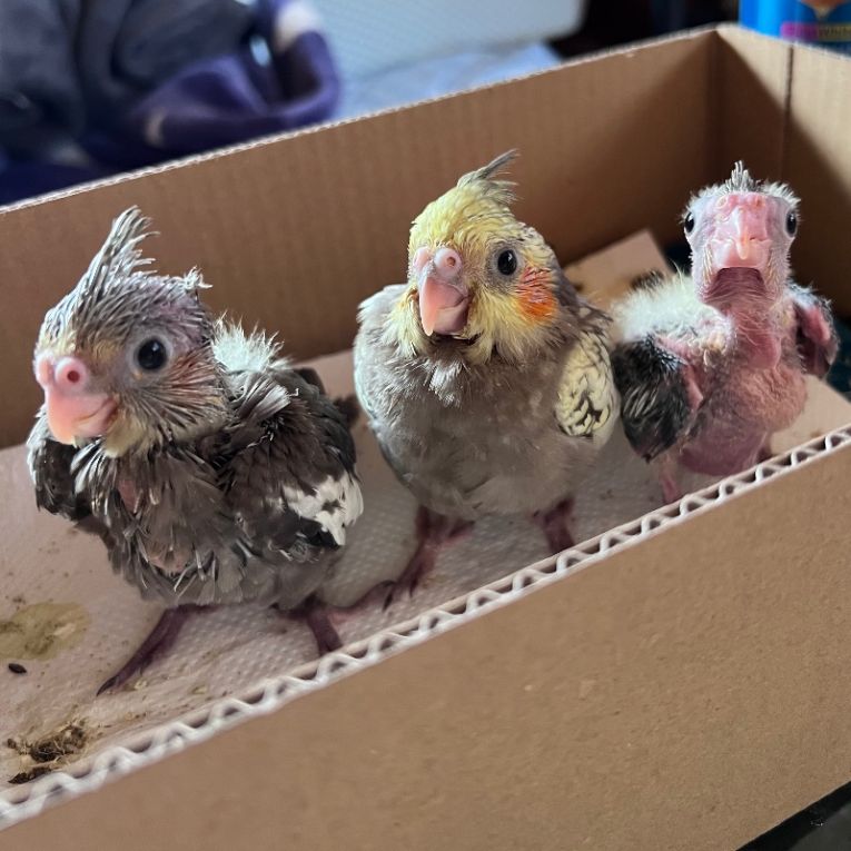 インコ3兄弟ちゃん