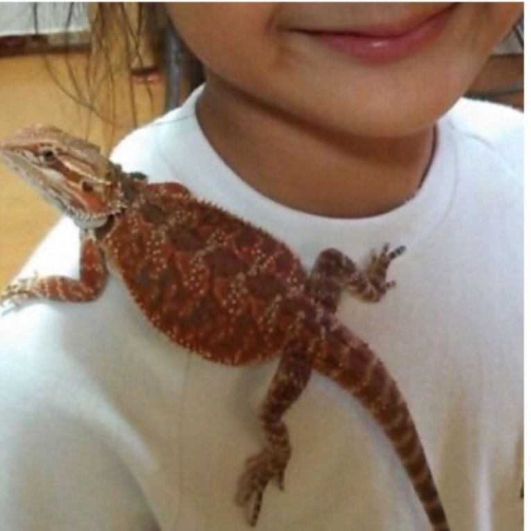 ひだまりちゃん