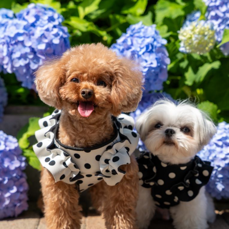 ジェーン&クーパーちゃん