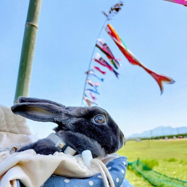あるちゃん