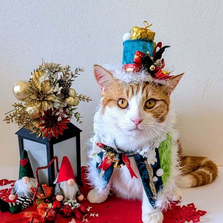 杞阿（きあ）ちゃん