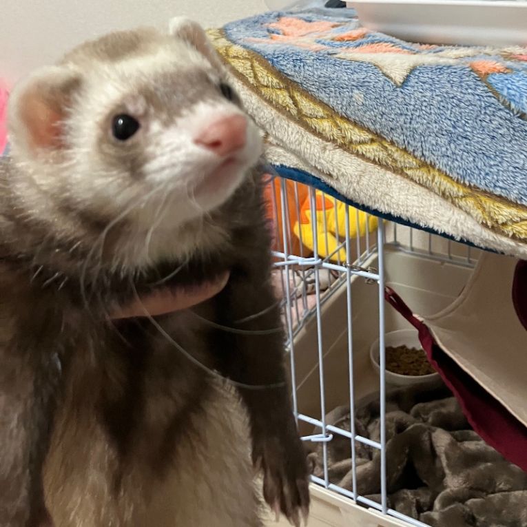 なっくるちゃん