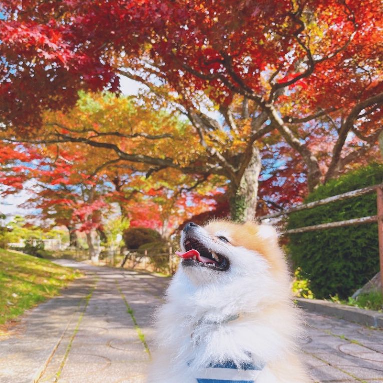 ハルちゃん