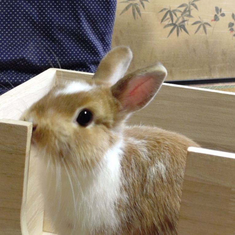 あとむちゃん