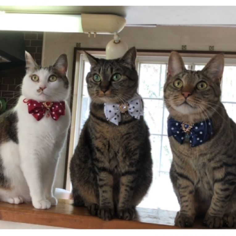 ちぃ　すもも　きいろちゃん