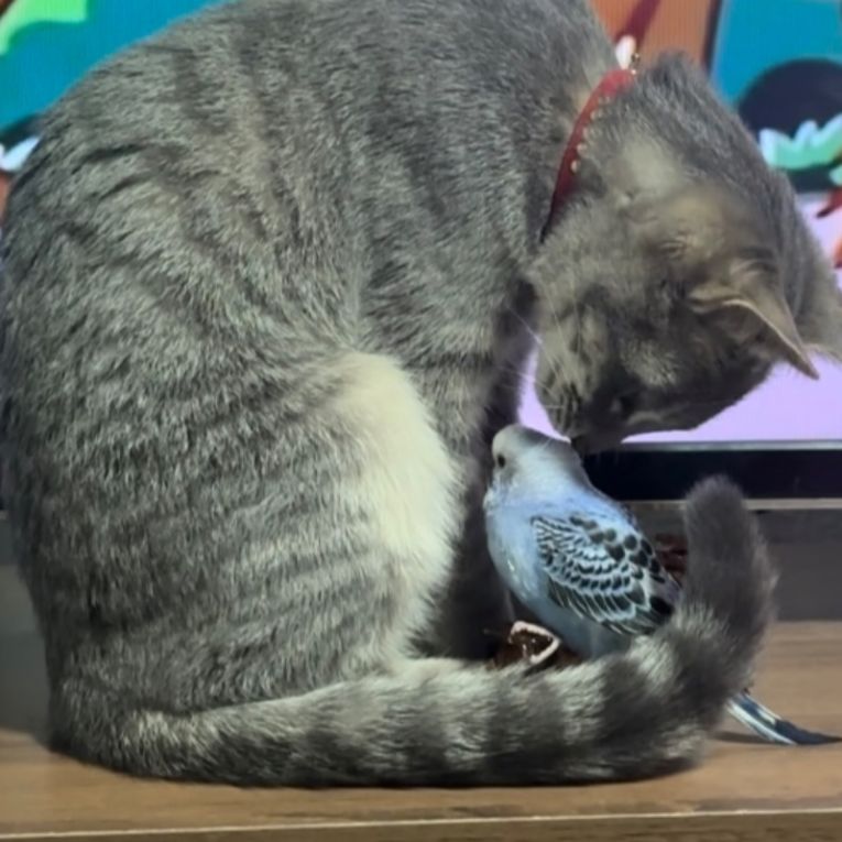 きょう&チロルちゃん