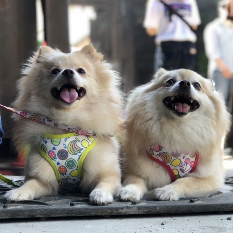 こよみ＆もこちゃん