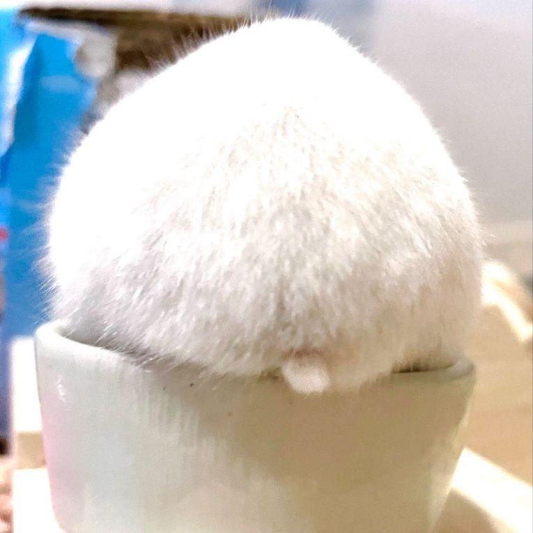 チュチュちゃん