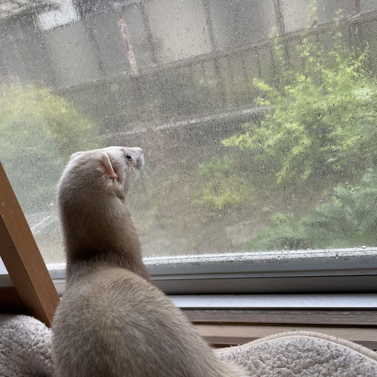 正宗ちゃん