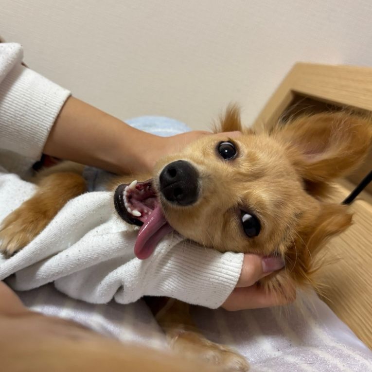 ぽんすけちゃん