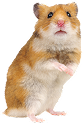 ハムスター