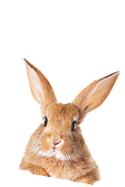 うさぎ
