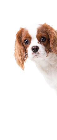 犬