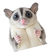 モモンガ