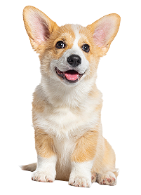 犬