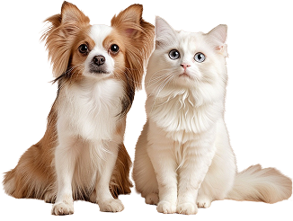 犬猫