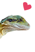 カメレオン