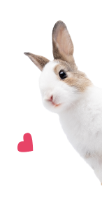 うさぎ