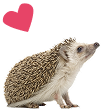 ハリネズミ