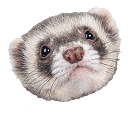 フェレット