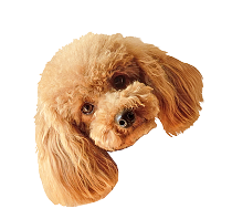犬