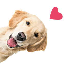 犬