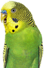 インコ