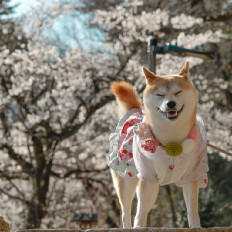 お琴ちゃん