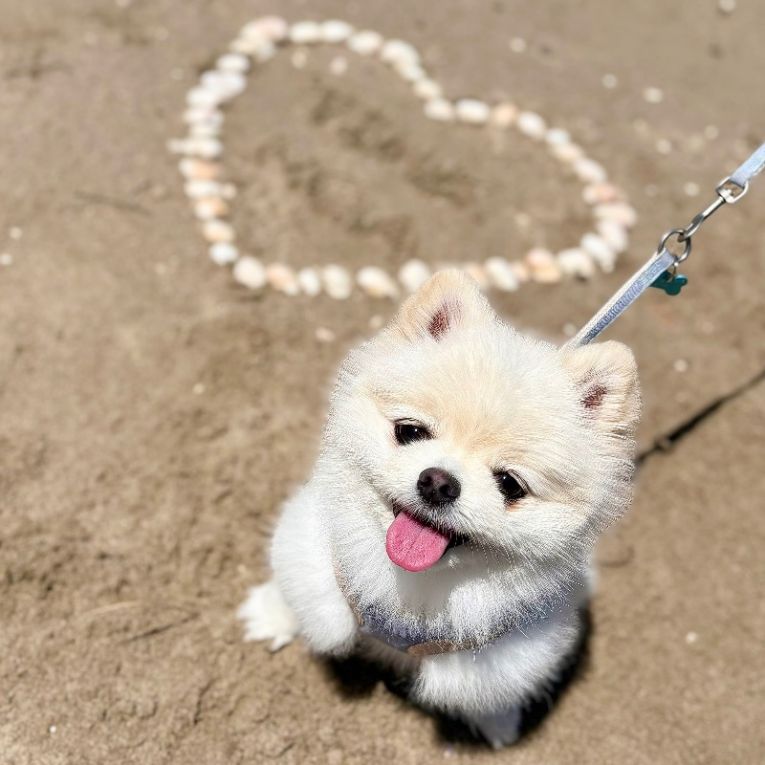 ティンクちゃん