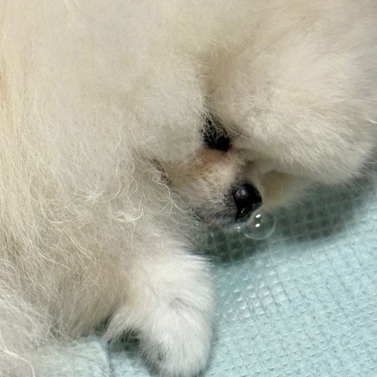 Beeちゃん