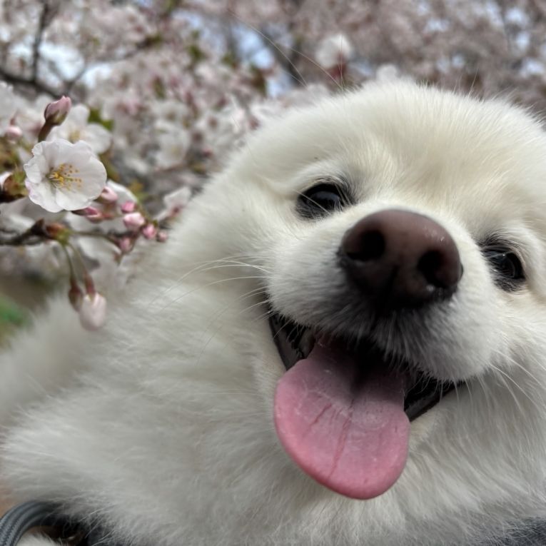 ぽんちゃん